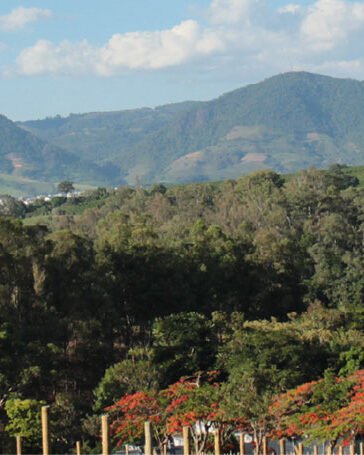 bannertopo